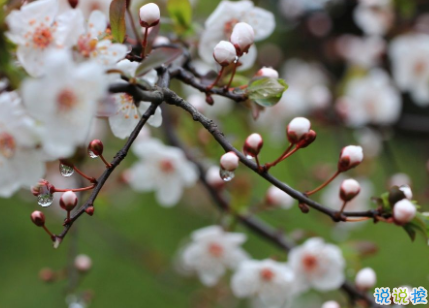 贊美春雨的優(yōu)美句子 描寫春雨的唯美文案2