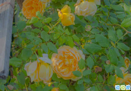 比晚安更高級的撩人情話 睡前情話最暖心撩人1