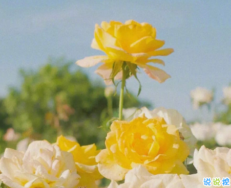 比晚安更高級的撩人情話 睡前情話最暖心撩人10