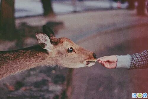 帶圖片的勵志說說人生感悟 別辜負(fù)了你的野心也別對不起你受的苦16