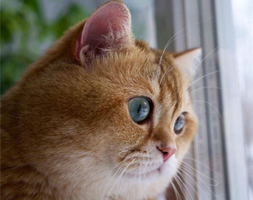 可以戳中中你笑點(diǎn)的搞笑說(shuō)說(shuō)帶圖片6