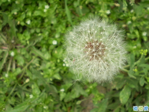 抖音上最搞笑的有趣的句子帶圖片 能讓你笑掉牙的搞笑說(shuō)說(shuō)合集13