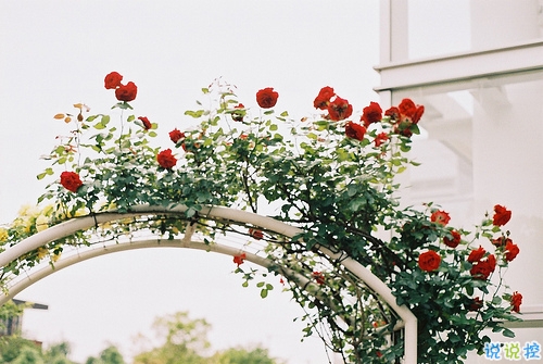 很深情很撩人的情話帶圖片 融化人心的小可愛(ài)女生說(shuō)說(shuō)14