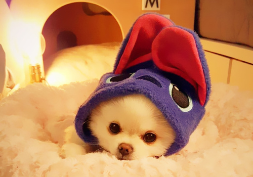 可以戳中中你笑點(diǎn)的搞笑說(shuō)說(shuō)帶圖片9