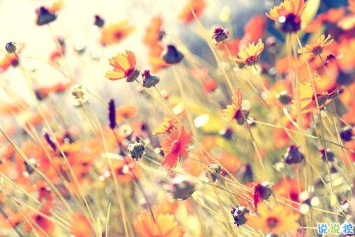 適合女生發(fā)的愛情唯美宣言 真實(shí)感受到幸福的說說心情短語 14