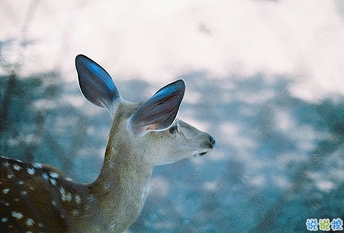 青春年少歲月中對(duì)人生的思考 精辟內(nèi)涵的經(jīng)典說(shuō)說(shuō)帶圖片很有意境7