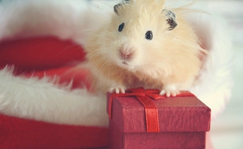 超甜蜜的戀愛(ài)中的小情侶適合發(fā)的愛(ài)情說(shuō)說(shuō)帶圖片 寫盡千山落筆是你14