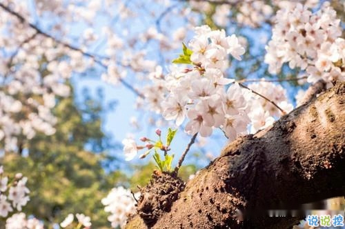 2019春分朋友圈早安祝福語帶圖片 春分唯美說說簡單一句話1