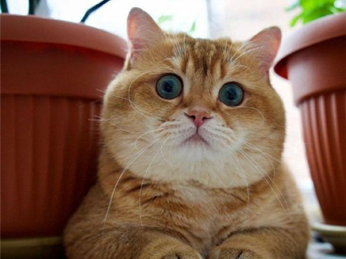 可以戳中中你笑點(diǎn)的搞笑說(shuō)說(shuō)帶圖片2