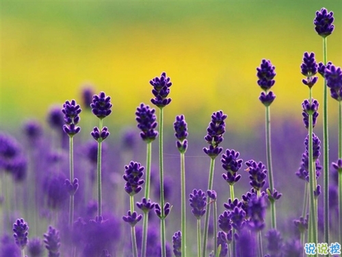 一個(gè)人掙扎的說說傷感心累帶圖片 睡不著心里不舒服的說說15