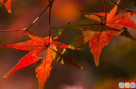 2019除夕說(shuō)說(shuō)大全帶圖片 除夕發(fā)朋友圈的祝福語(yǔ)說(shuō)說(shuō)句子13