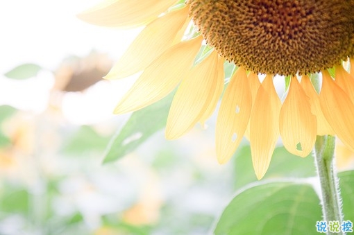 qq文字控愛(ài)情哲理說(shuō)說(shuō)帶圖片大全 路過(guò)了青春我們還剩下什么11