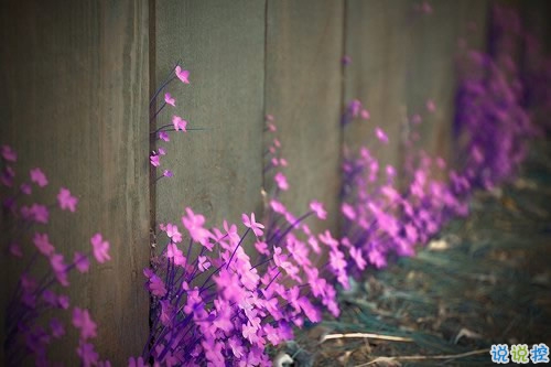 比較有詩意的愛情說說帶點傷感 傷感句子合集能走入女孩子內(nèi)心10