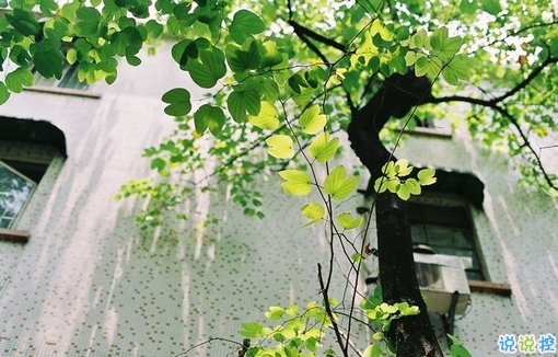 那些抖音中唯美的小清新圖片句子 浮世萬千吾愛有三12