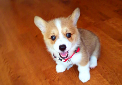 可以戳中中你笑點(diǎn)的搞笑說(shuō)說(shuō)帶圖片10