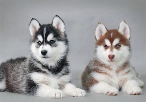 可以戳中中你笑點(diǎn)的搞笑說(shuō)說(shuō)帶圖片13