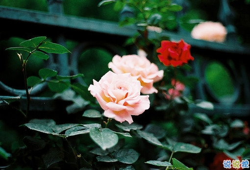 唯美簡單的治愈系說說帶圖片 山月孤寂只是未見我7