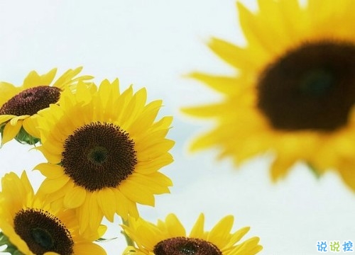 朋友圈吸引人的經(jīng)典說(shuō)說(shuō)帶圖片2019精選 看似簡(jiǎn)單其實(shí)很具意義的句子13