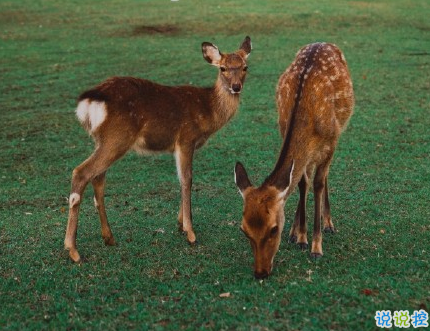很真實(shí)幸福的愛(ài)情說(shuō)說(shuō)帶圖片 向另一伴告白的浪漫愛(ài)情說(shuō)說(shuō)2
