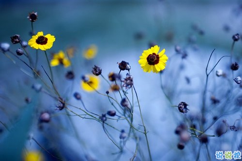 抖音好聽(tīng)個(gè)性說(shuō)說(shuō)帶圖片 能夠吸引人的一句話說(shuō)說(shuō)13