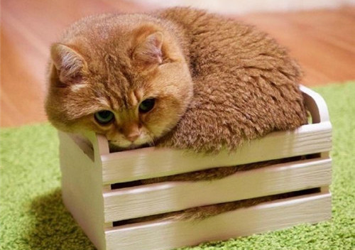 可以戳中中你笑點(diǎn)的搞笑說(shuō)說(shuō)帶圖片1