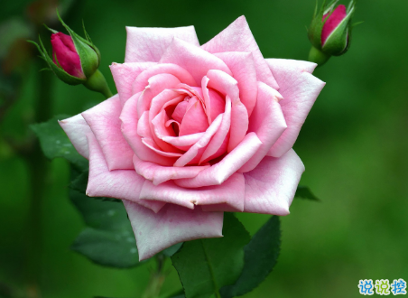 微信朋友圈治愈系早安心語說說 溫暖小清新早安說說大全12