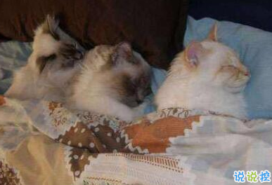 有意思的圖片加說說 適合發(fā)朋友圈的搞笑段子圖片11