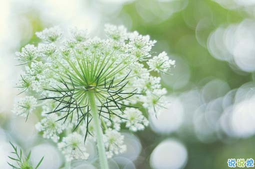 2019抖音經(jīng)典愛情說說帶圖片 長(zhǎng)大后逐漸懂得的愛情道理3