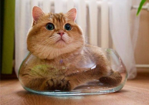 可以戳中中你笑點(diǎn)的搞笑說(shuō)說(shuō)帶圖片5