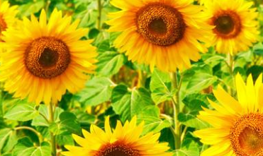 七月早安正能量勵(lì)志哲理說(shuō)說(shuō)帶圖 早安！七月！7