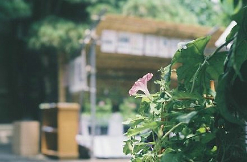 超唯美文藝的說說帶圖片 你看沒看見我都盛開風(fēng)來不來芬芳都在14