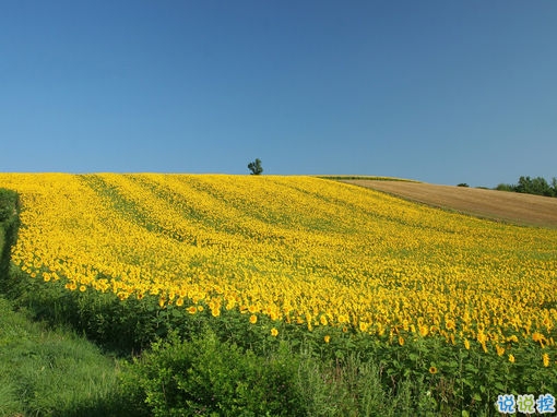 好聽的一句話愛情句子2019 傷感的愛情句子一句話簡單明了2