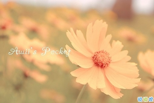 獨(dú)一無(wú)二朋友圈個(gè)性說(shuō)說(shuō)帶圖片 感謝相識(shí)不計(jì)消失回頭是狗12