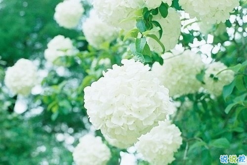 向女朋友求婚的話真實浪漫點 2019求婚句子大全簡單帶圖片15