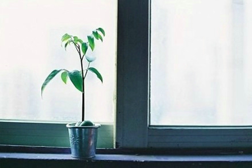 有哪些詩歌讀到后心里像開出了一朵花？1