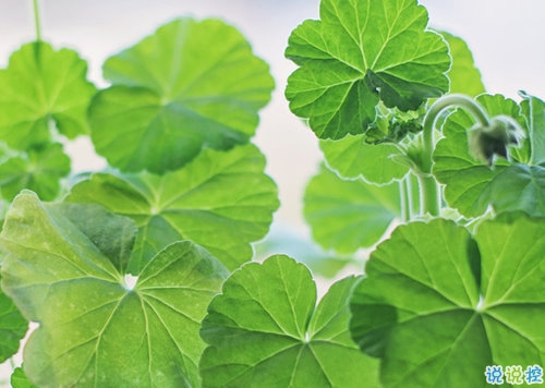 向女朋友求婚的話真實浪漫點 2019求婚句子大全簡單帶圖片10