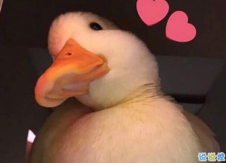 女生超甜的心情說說關(guān)于愛情帶圖片 很甜很撩的話適合發(fā)朋友圈配圖6