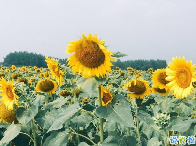 太陽好大好熱的說說 太陽毒辣的微信說說配圖5