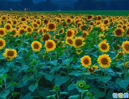 很真實(shí)幸福的愛(ài)情說(shuō)說(shuō)帶圖片 向另一伴告白的浪漫愛(ài)情說(shuō)說(shuō)5