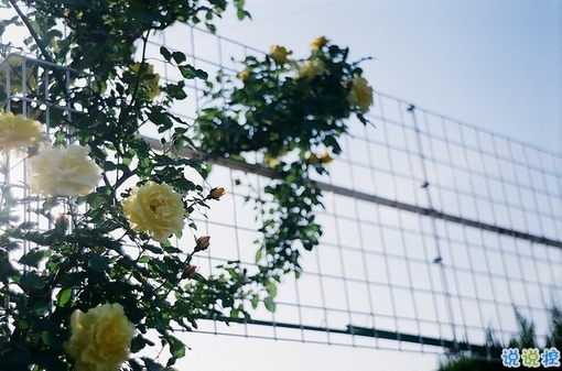 很深情很撩人的情話帶圖片 融化人心的小可愛(ài)女生說(shuō)說(shuō)8