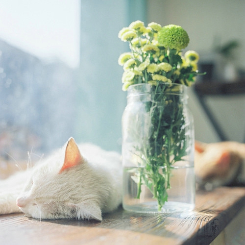 甜蜜浪漫文藝小清新喜歡的愛(ài)情圖片說(shuō)說(shuō) 決定做你的“小太陽(yáng)”溫暖你保護(hù)你5