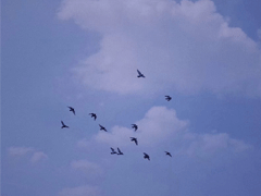 很搞笑的朋友圈的好句子 人生得意須盡歡