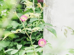 最經(jīng)典的愛情說說女生必知 經(jīng)歷失敗感情后明白的道理