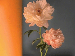 最暖心高級(jí)的情話句子 一個(gè)你一顆心一心一意