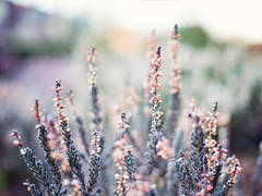 抖音最火爆最肉麻的情話合集 情侶間情話大全聽了起雞皮疙瘩