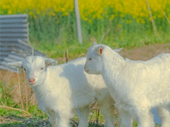 放在心頭的個(gè)性心情說(shuō)話 心一旦離開(kāi)就再不會(huì)回來(lái)