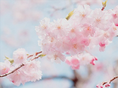 個(gè)人最欣賞的古詩詞合集 唯美古詩詞說說心情短語