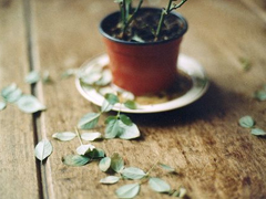 安意如經(jīng)典語(yǔ)錄關(guān)于人生和愛情的句子 文字控大愛的文藝安意如語(yǔ)錄