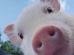 2018朋友圈說說搞笑配圖 朋友圈必評論的搞笑說說