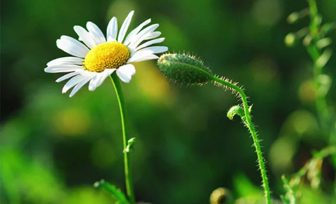 三毛經(jīng)典語錄愛情語錄大全集錦 50條三毛語錄關(guān)于愛情精選2